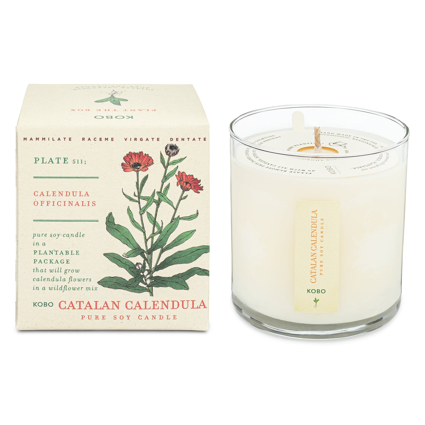 Catalan Calendula Plant The Box 9 oz Candle