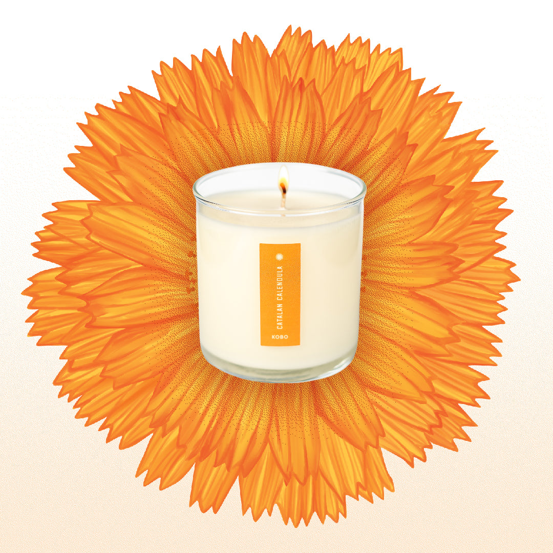 Catalan Calendula Plant The Box Candle